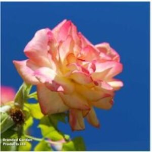 Climbing Rose 'Masquerade' - Flowering Multi-Coloured Climber (4m) | Wowcher