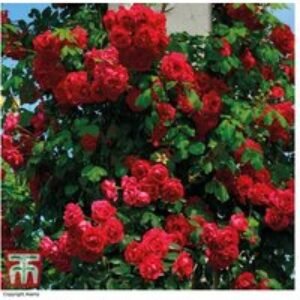 Red Climbing Rose 'Paul's Scarlet' - Flowering Climber