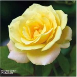 Scented Climbing Rose Plants - Flowering