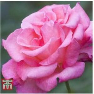 Hybrid Tea Rose Bushes - Flowering Shrub