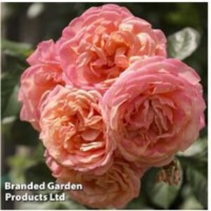 Climbing Rose 'Peach Melba' - Fragrant Repeat-Flowering Bare Root Plant | Wowcher