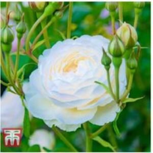 Double Flowering Fragrant Rose Shrub - Bare Root