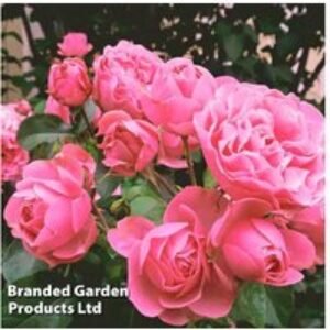 Rose 'Queen Elizabeth' Floribunda - Bare Root Flowering Shrub (1