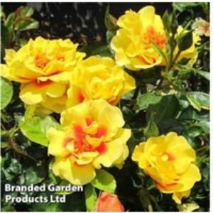 Climbing Rose 'Peter's Persica' - Flowering Climber