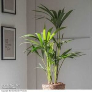 Large Kentia Palm Houseplant - Elegant Evergreen