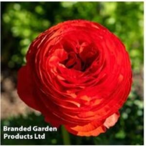 Ranunculus 'Red' Flowering Bulbs - 10 or 20 Pack for Vibrant Spring Colour | Wowcher