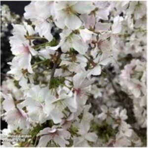 Ornamental Flowering Cherry Trees - Fuji Cherry