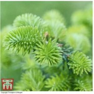 Korean Fir Tree (Abies koreana) - Evergreen