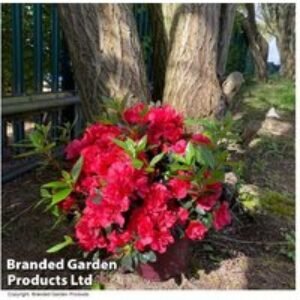 Rhododendron Encore Autumn Fire Shrub - Semi-Evergreen