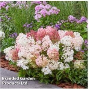 Hydrangea Groundbreaker Blush - Compact Flowering Shrub