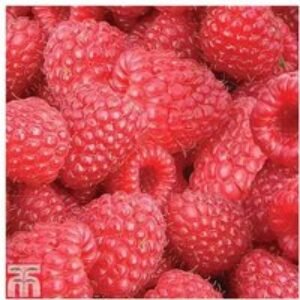 Raspberry 'Autumn Bliss' Bare Root Fruit Plants - 6 or 12 Pack | Wowcher