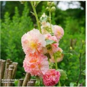 Hollyhock 'Chater's Double Mixed' - Flowering Perennial