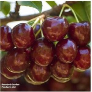 Cherry 'Sunburst' Fruit Tree - Self-Fertile