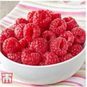 Raspberry 'Glen Ample' Canes - High-Yield