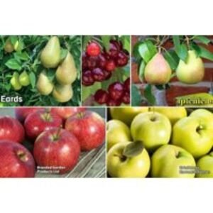 Orchard Fruit Tree Collection - 5 Dwarf Patio Varieties (Apple