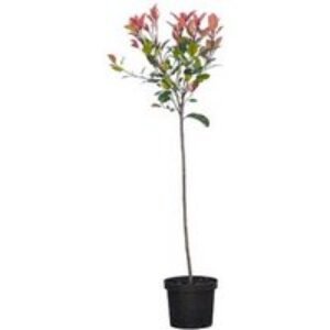 Photinia x fraseri 'Red Robin' Standard Evergreen Tree - 1m Tall | Wowcher