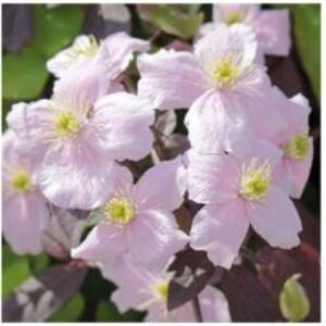 Clematis Montana Mayleen Perennial Climber | Wowcher