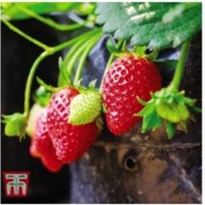 Strawberry 'Flamenco' - Ever-Bearing Fruit Plant for Beds & Containers (Up to 20 Plants) | Wowcher