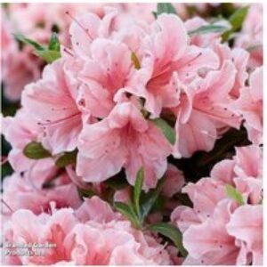 Rhododendron Encore 'Sunburst' Semi-Evergreen Flowering Shrub - Biannual Blooms