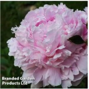 Peony 'Dinner Plate' Perennial - Shell-Pink Flowering Plant