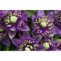 Clematis 'Taiga' Flowering Climbing Plant - Double Blooms