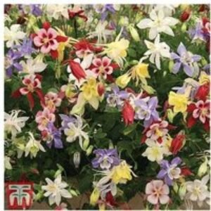 30 Perennial Flowering Plants Collection - Vibrant