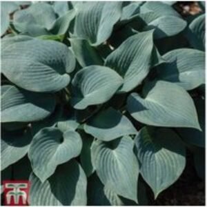 Bare Root Hosta Perennial Plants - Lush Foliage for Shade | Wowcher