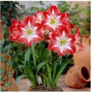 Amaryllis Flowering Indoor Bulb Collection - 4 Vibrant Bulbs | Wowcher