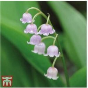 Lily of the Valley Perennial Mix - Pink & White Fragrant Groundcover | Wowcher