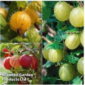 Gooseberry Fruit Bush Collection - 3 Varieties for Summer Harvest | Wowcher