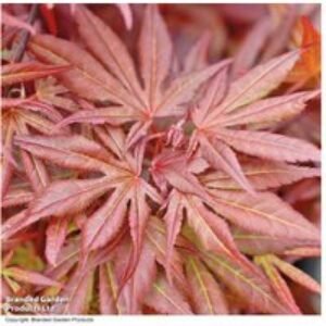 Colour Changing Japanese Maple Acer - 1
