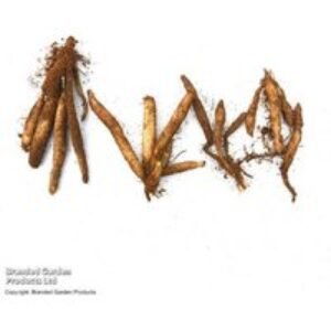 Alstroemeria 'Garden Hybrids Mixed' - Hardy Perennial Flowering Plant | Wowcher