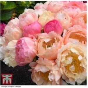 Peony 'Coral Sunset' - Perennial Flowering Plant for Gardens | Wowcher