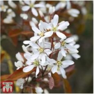 Hardy Deciduous Bare Root Shrub Collection - 8 Varieties