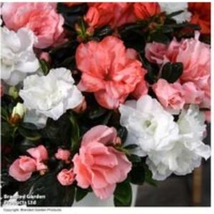 Azalea 'Quartet' Flowering Indoor Shrub - Gift Plant (1 or 2 Pots) | Wowcher