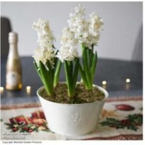 Hyacinth 'White Pearl' Flowering Bulb Gift - Early Spring Fragrance | Wowcher