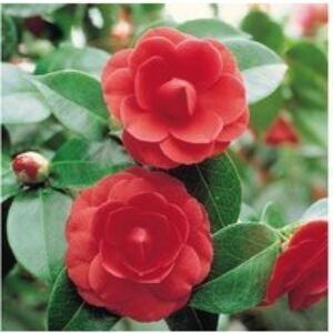 Stunning Camellia Tricolour Evergreen Shrub | Wowcher
