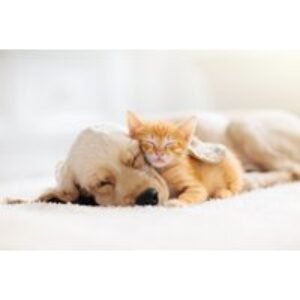 Online Animal Behaviour Counsellor Course - 6 Modules