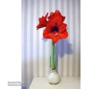 Amaryllis Touch Of Wax Wreath - Low Maintenance Flowering Gift Plant | Wowcher