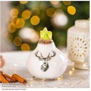 Amaryllis 'Touch of Wax Stag' - Zero-Maintenance Flowering Bulb Gift | Wowcher