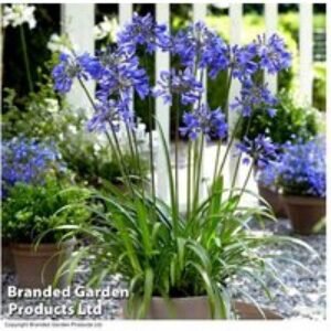 Agapanthus Blue & White Perennial Plants - Flowering Bare Roots & Patio Pot | Wowcher