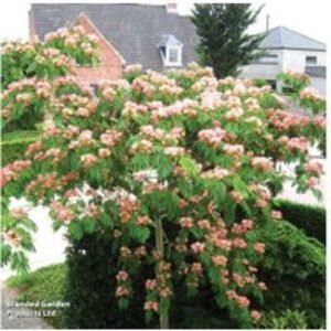 Albizia julibrissin 'Tropical Dream' Flowering Silk Tree - Hardy