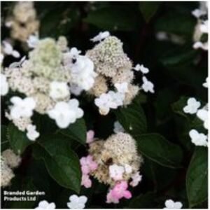 Hydrangea 'Living Infinity' Flowering Shrub - Compact