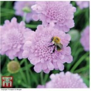 Scabiosa 'Kudos Pink' Flowering Perennial - Bee-Friendly