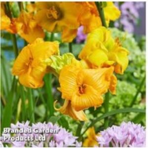 Hemerocallis 'See You Tomorrow' Perennial Day Lily - Extended Bloom