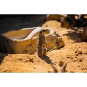 Kirkley Hall - Northumberland College Zoo Entry Tickets | Wowcher
