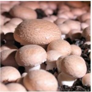 Chestnut Mushroom Windowsill Kit - Easy Indoor Edible Crop | Wowcher