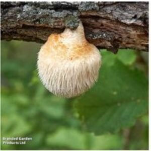 Lion's Mane Mushroom Windowsill Grow Kit - Gourmet Edible Fungi | Wowcher