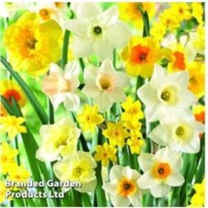 Spring Flowering Bulb Mix - Perennial Lucky Dip