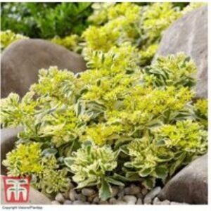 Sedum Atlantis Perennial Succulent - Award-Winning